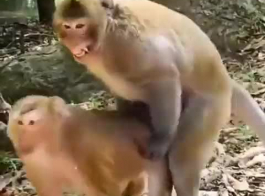Hindi bhojpuri Saxe dahite jungal me mangal animal  videos